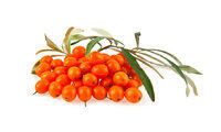 Sea Buckthorn